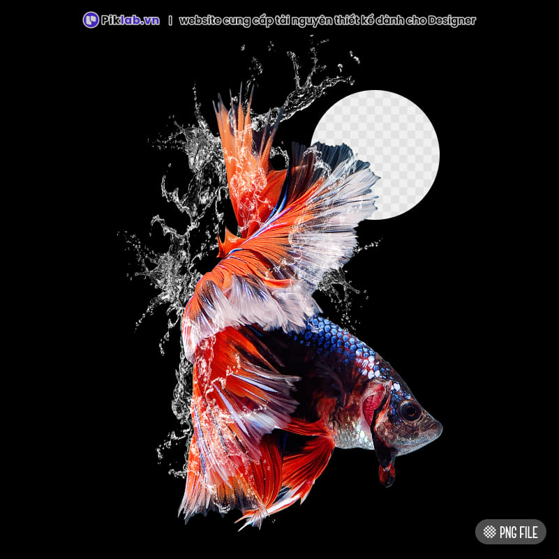 Water splash siamese fighting fish, PNG fish, cá betta
